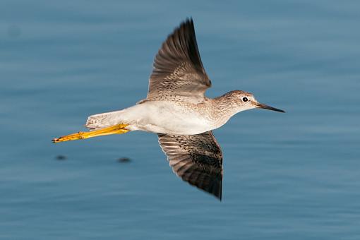 Assorted photos-yellow-leg-sunset-flight.jpg