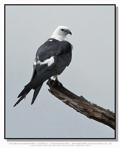 Swallow-tailed Kite-img_0662ptlblds.jpg