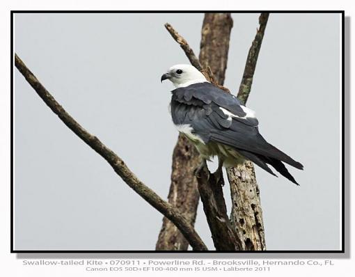 Swallow-tailed Kite-img_0729ptlblds-catchlite.jpg