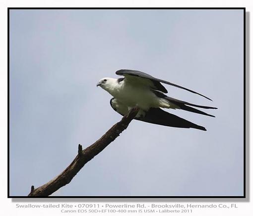 Swallow-tailed Kite-img_0989ptlblds.jpg