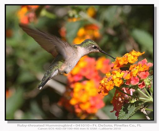 Ruby-throated Hummingbird-img_4295ptlblds2.jpg