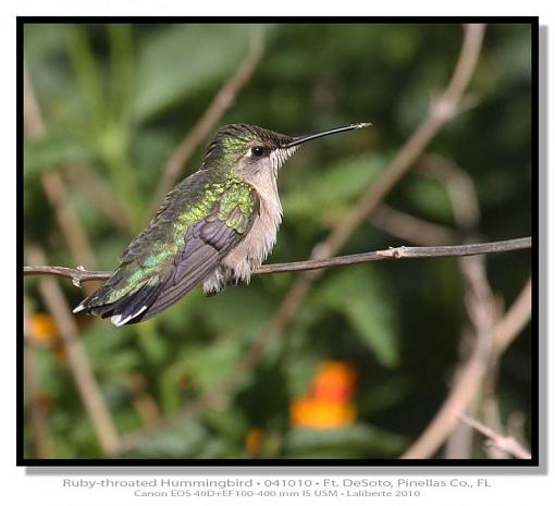 Ruby-throated Hummingbird-img_4306ptlblds-4-.jpg