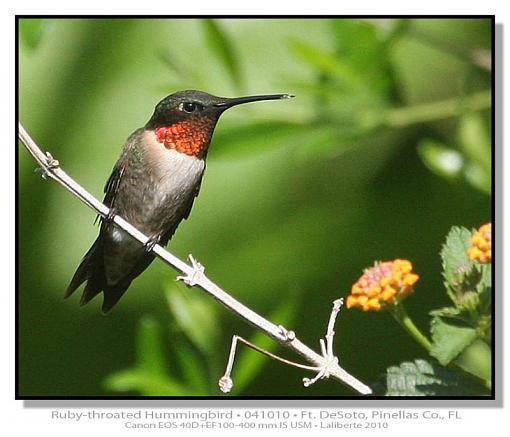 Ruby-throated Hummingbird-img_4324ptlblds-4-.jpg