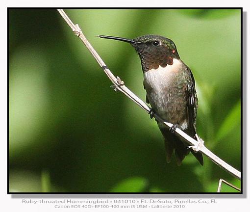 Ruby-throated Hummingbird-img_4330ptlblds.jpg