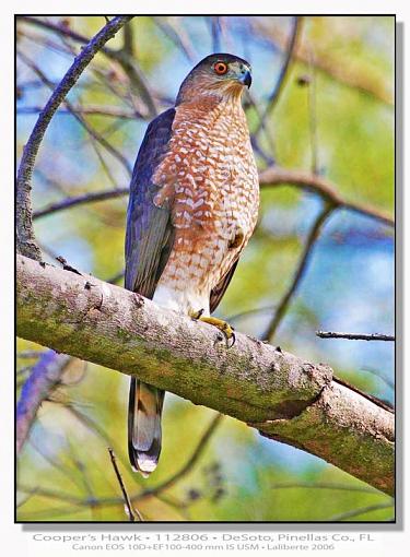 Cooper's Hawk-img_5914ptlblds-revised.jpg