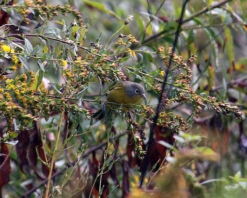 FALL 2011 Bird ID-8021w.jpg