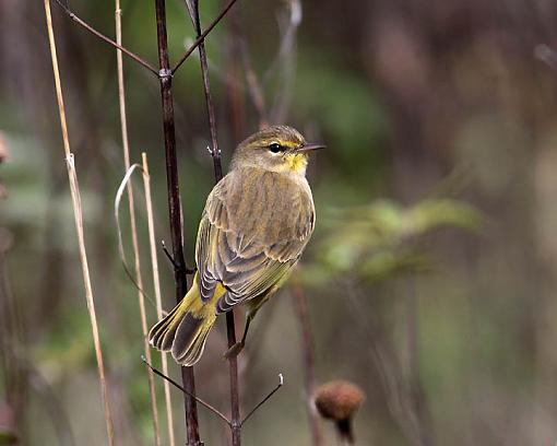 FALL 2011 Bird ID-8057w.jpg