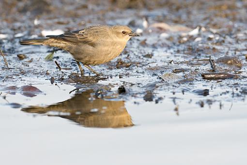 FALL 2011 Bird ID-bird-3-_7871-id.jpg