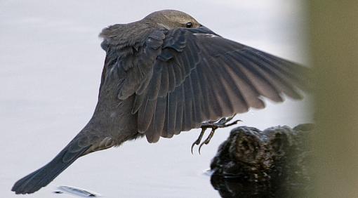 FALL 2011 Bird ID-id-1-_7944.jpg