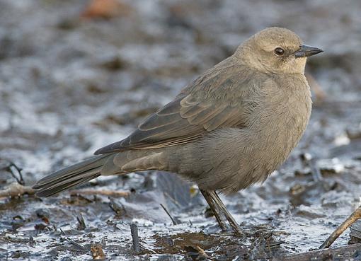 FALL 2011 Bird ID-id-2-7898.jpg