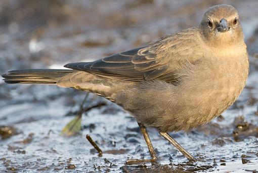 FALL 2011 Bird ID-id-3_7873.jpg