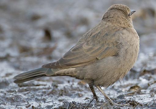 FALL 2011 Bird ID-id-4-7913.jpg