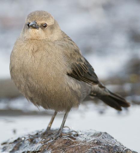 FALL 2011 Bird ID-id-5_7925.jpg