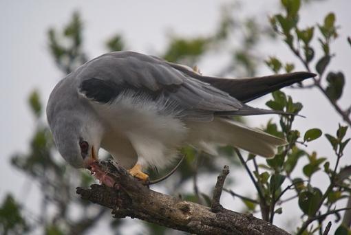 Black winged kite-blckshldrd-kte-grhmstwn-dsc01812r.jpg