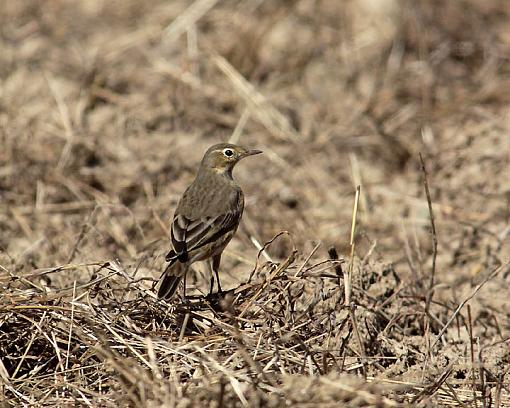 FALL 2011 Bird ID-8471w.jpg