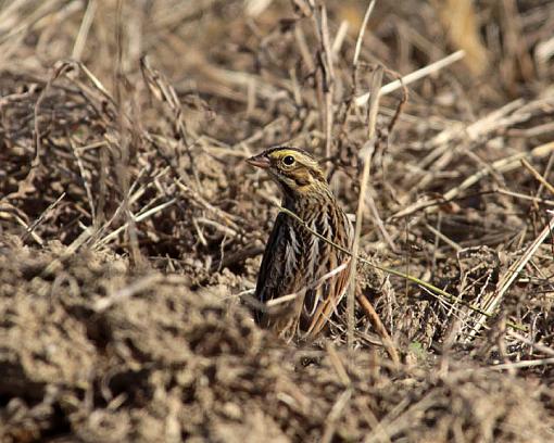 FALL 2011 Bird ID-8672w.jpg