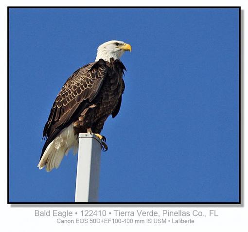 Bald Eagle-img_3587ptlblds.jpg