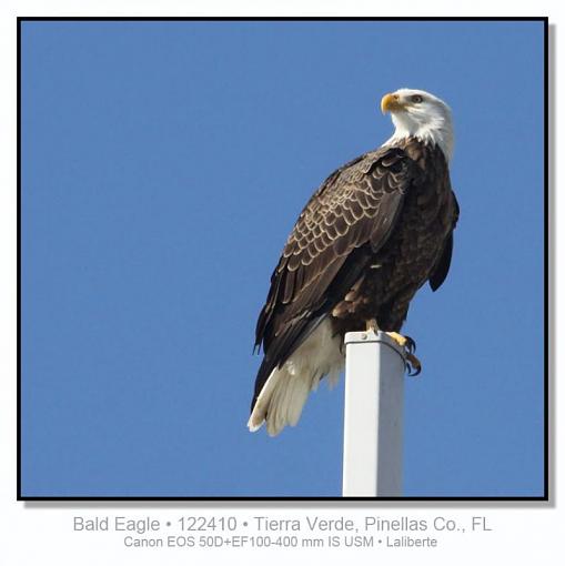 Bald Eagle-img_3617ptlblds.jpg