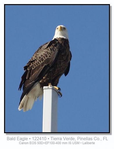 Bald Eagle-img_3618ptlblds.jpg