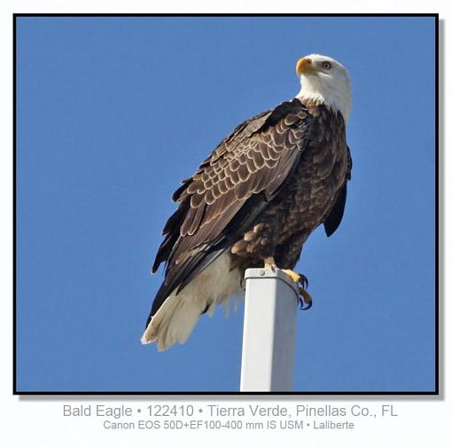 Bald Eagle-img_3629ptlblds.jpg