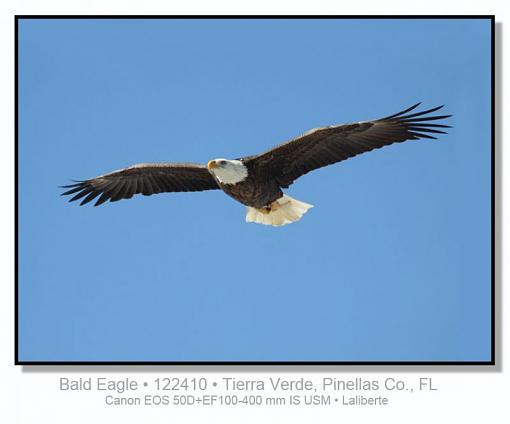 Bald Eagle-img_3640ptlblds.jpg