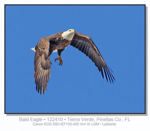 Bald Eagle-img_3637rpt2lblds.jpg