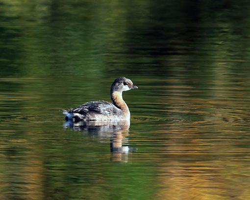 FALL 2011 Bird ID-8795w.jpg