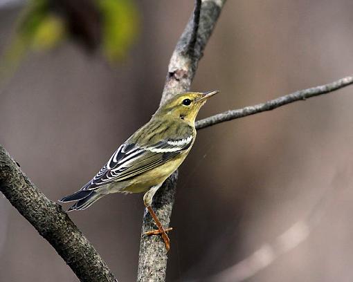 FALL 2011 Bird ID-8932w.jpg