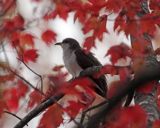 FALL 2011 Bird ID-9050w.jpg