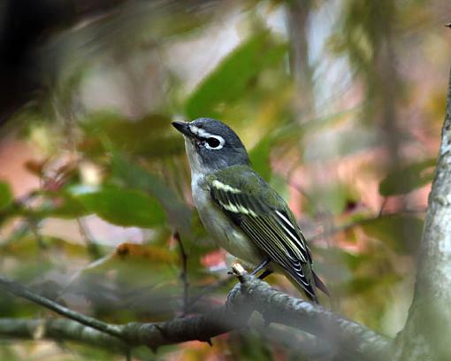 FALL 2011 Bird ID-9064w.jpg