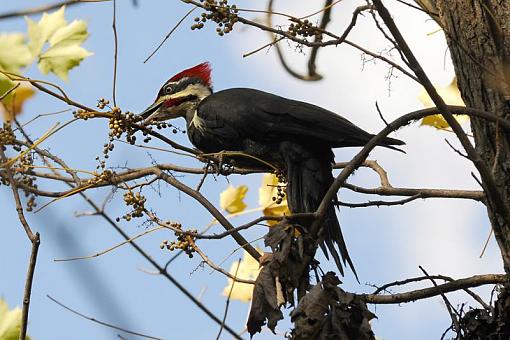 Pileated Woodpecker-dsc_2939-2-1000.jpg