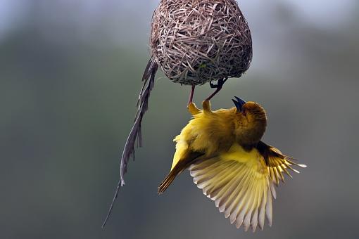 Spring Action-yllw-weaver-trnnrys-_dsc3865r.jpg