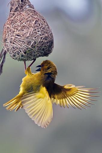 Spring Action-yllw-weaver-trnnrys-_dsc3898r.jpg