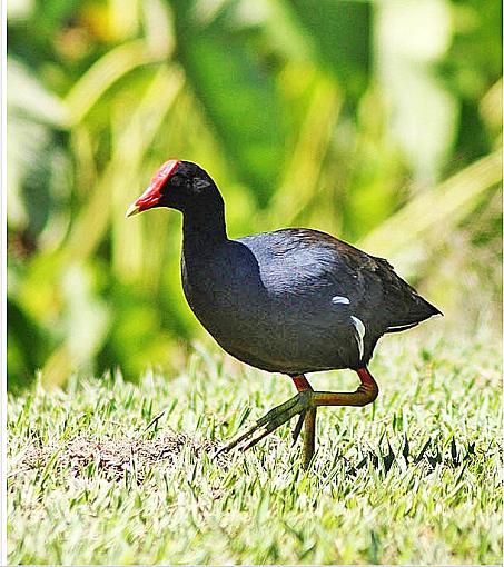 Kauai Birds-hawaiian-gallinule2.jpg