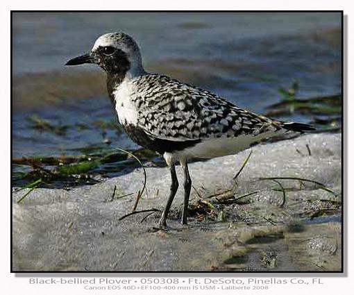 Plovers - different species-img_-050308-fdptlblds.jpg