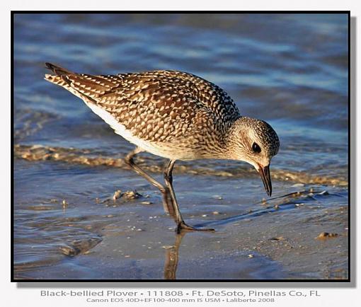 Plovers - different species-img_0313ptlblds.jpg