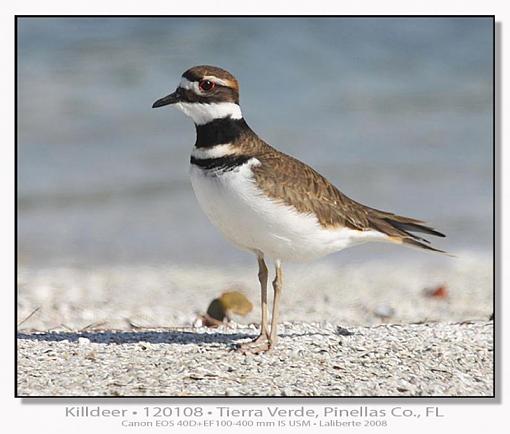 Plovers - different species-img_2452ptlblds2.jpg