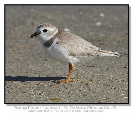 Plovers - different species-img_5596plblds2.jpg