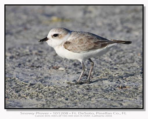 Plovers - different species-img_6621ptlblds2.jpg