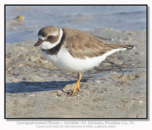 Plovers - different species-img_8032ptlblds2.jpg