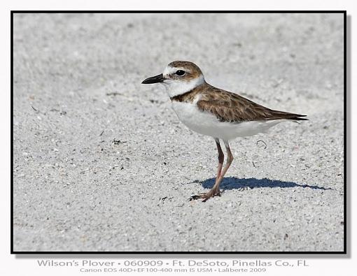 Plovers - different species-img_9361ptlblds.jpg