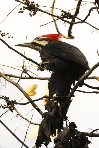 Pileated Woodpecker-dsc_2925-arc1-2-1000.jpg