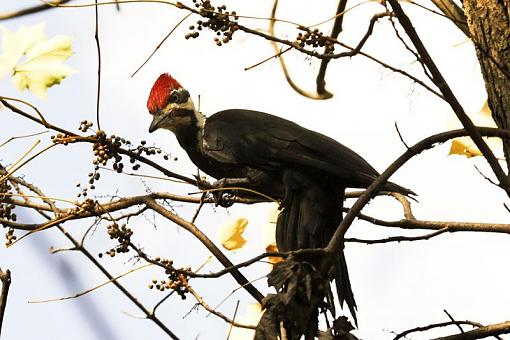 Pileated Woodpecker-dsc_2934-arc1-2-1000.jpg