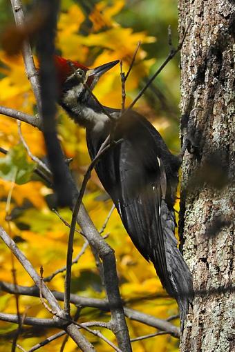 Pileated Woodpecker-dsc_2921-2-1000.jpg