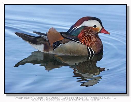 Mandarin Duck-img_6523ptlblds.jpg