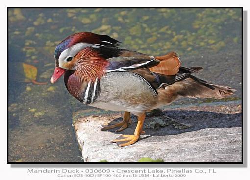 Mandarin Duck-img_6487ptlblds.jpg