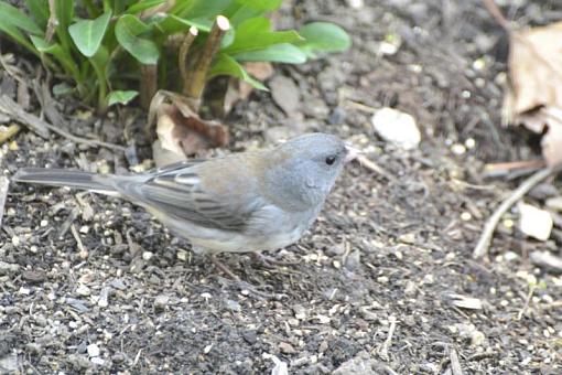 FALL 2011 Bird ID-dsc_0659.jpg