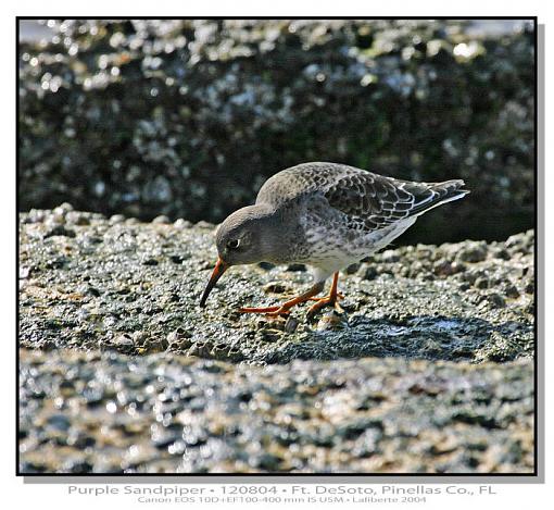 Purple Sandpiper-img_0340ptlblds2.jpg