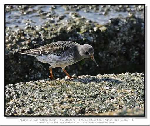 Purple Sandpiper-img_0355ptlblds2.jpg