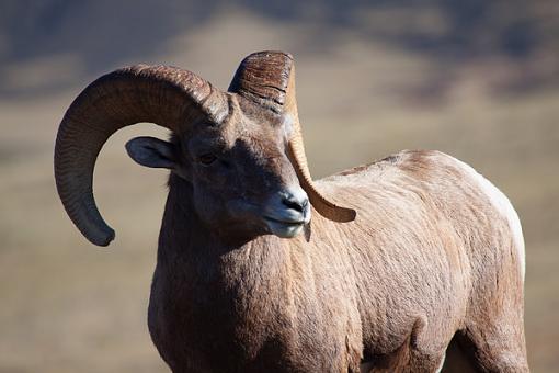 A few new bighorns.-img_0053_edited-3.jpg